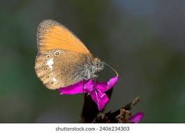 Attēlu rezultāti vaicājumam “Coenonympha glycerion underside”