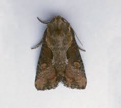 Attēlu rezultāti vaicājumam “Apamea ophiogramma”