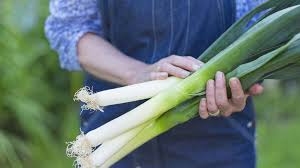 Image result for Porree