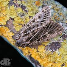 Attēlu rezultāti vaicājumam “Tholera decimalis male”