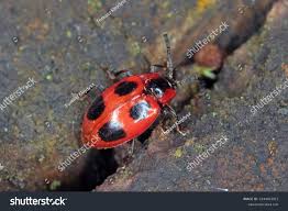 Attēlu rezultāti vaicājumam “Endomychus coccineus”