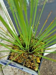 Attēlu rezultāti vaicājumam “Juncus inflexus”