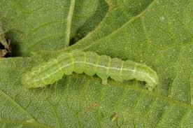 Attēlu rezultāti vaicājumam “Hypena rostralis”