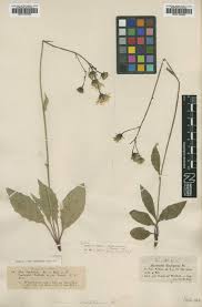 Attēlu rezultāti vaicājumam “Hieracium vulgatum”