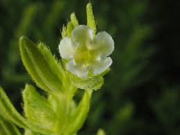 Attēlu rezultāti vaicājumam “Lithospermum officinale”