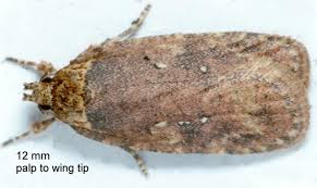Attēlu rezultāti vaicājumam “Agonopterix ciliella imago”