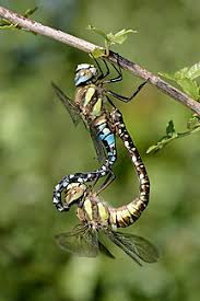Attēlu rezultāti vaicājumam “Aeshna mixta male”