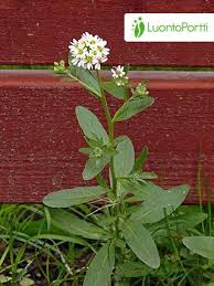 Attēlu rezultāti vaicājumam “Berteroa incana fruit”
