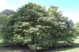 Attēlu rezultāti vaicājumam “Amelanchier canadensis”