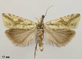 Attēlu rezultāti vaicājumam “Thiodia citrana”