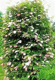 Attēlu rezultāti vaicājumam “Actinidia kolomikta fruit”