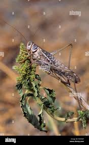 Attēlu rezultāti vaicājumam “Decticus verrucivorus nymph”