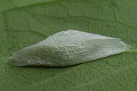 Attēlu rezultāti vaicājumam “Ypsolopha scabrella”