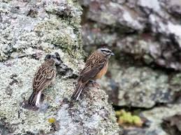 Image result for Emberiza cia