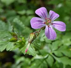 Attēlu rezultāti vaicājumam “Geranium robertianum fruit”