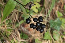 Image result for Christophskraut