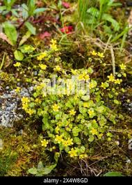 Attēlu rezultāti vaicājumam “Saxifraga cymbalaria flower”