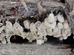 Attēlu rezultāti vaicājumam “Arcyria helvetica stalked”