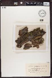 Attēlu rezultāti vaicājumam “Chaenotheca chrysocephala”