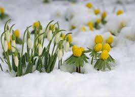 Attēlu rezultāti vaicājumam “Galanthus nivalis flower”