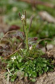 Attēlu rezultāti vaicājumam “Cardaminopsis arenosa bud”
