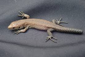 Attēlu rezultāti vaicājumam “Lacerta vivipara juvenile”