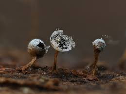 Attēlu rezultāti vaicājumam “Physarum globuliferum spores”