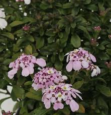 Image result for Schleifenblume