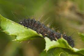 Attēlu rezultāti vaicājumam “Acronicta auricoma larva”