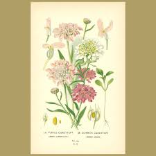 Image result for Iberis umbellata