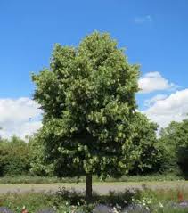 Attēlu rezultāti vaicājumam “Tilia amurensis”