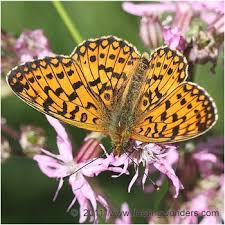 Attēlu rezultāti vaicājumam “Clossiana selene”