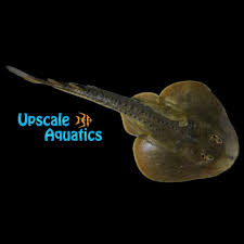 Image result for Raja clavata