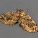 Attēlu rezultāti vaicājumam “Pelurga comitata”