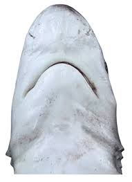 Image result for Carcharhinus albimarginatus