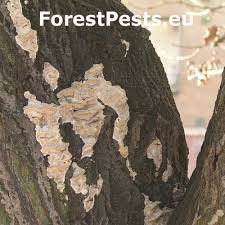 Attēlu rezultāti vaicājumam “Bjerkandera fumosa”