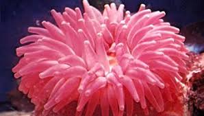 Attēlu rezultāti vaicājumam “Scyphozoa”