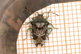 Attēlu rezultāti vaicājumam “Elasmucha grisea imago”