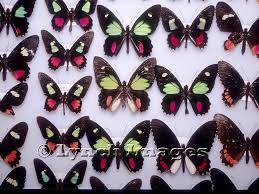 Attēlu rezultāti vaicājumam “Papilionidae”