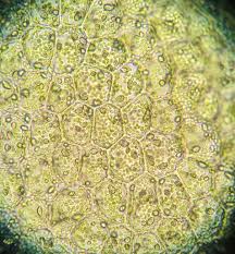 Attēlu rezultāti vaicājumam “Lophocolea coadunata”