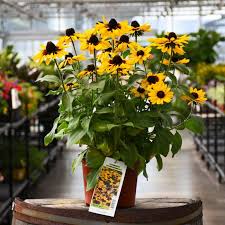 Image result for Rudbeckia Paradisio