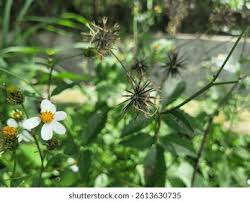 Attēlu rezultāti vaicājumam “Agrimonia pilosa bud”