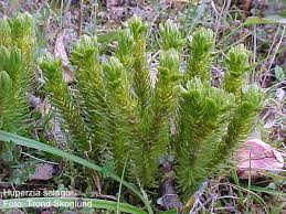 Attēlu rezultāti vaicājumam “Huperzia selago”