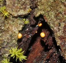 Attēlu rezultāti vaicājumam “Hemitrichia lutescens macro”