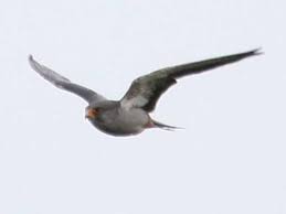 Image result for Sterna acuflavida