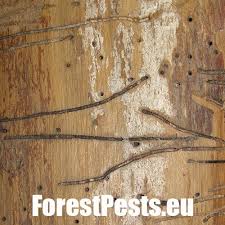 Attēlu rezultāti vaicājumam “Hylecoetus dermestoides”