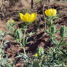 Attēlu rezultāti vaicājumam “Papaver argemone leaf”
