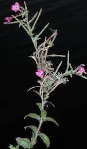 Attēlu rezultāti vaicājumam “Epilobium hirsutum”