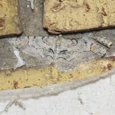 Attēlu rezultāti vaicājumam “Geocrypta galii larva”