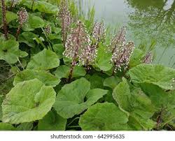 Attēlu rezultāti vaicājumam “Petasites hybridus”